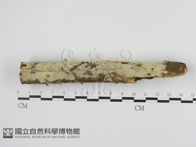 剛毛絲皮菌藏品圖，第3張