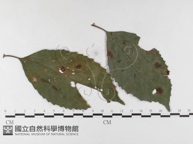 登錄號:F0026299藏品圖，第1張