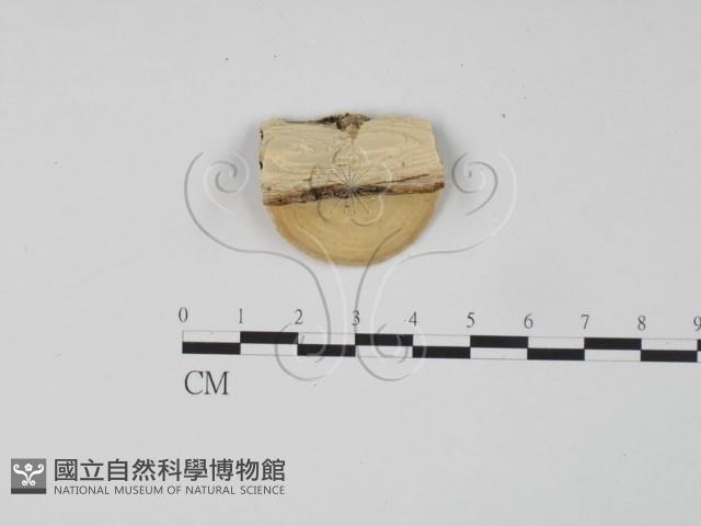 登錄號:F0006299藏品圖，第3張