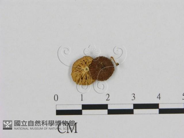 小菇屬藏品圖，第3張