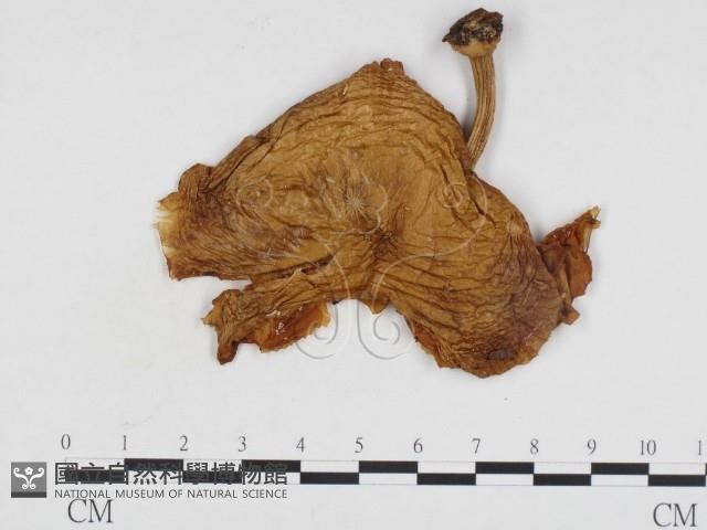 登錄號:F0024299藏品圖，第3張