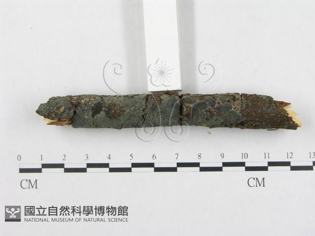 登錄號:F0004299藏品圖，第3張