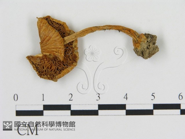 登錄號:F0014299藏品圖，第3張