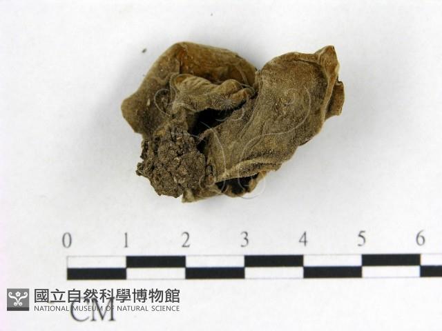 毛木耳藏品圖，第3張