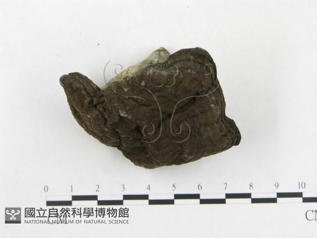登錄號:F0002299藏品圖，第3張