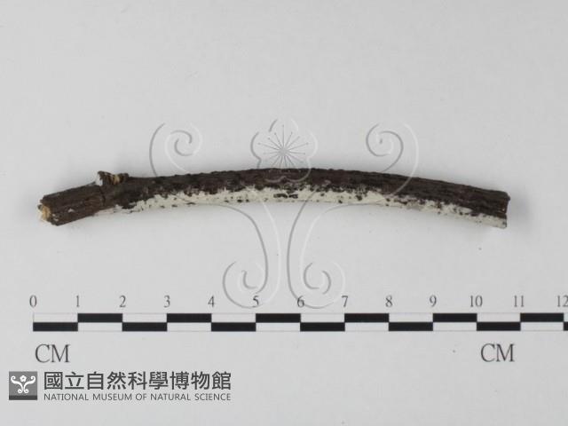 絲皮菌屬藏品圖，第3張