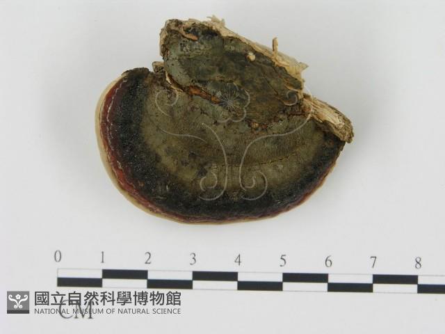 松生擬層孔菌藏品圖，第3張