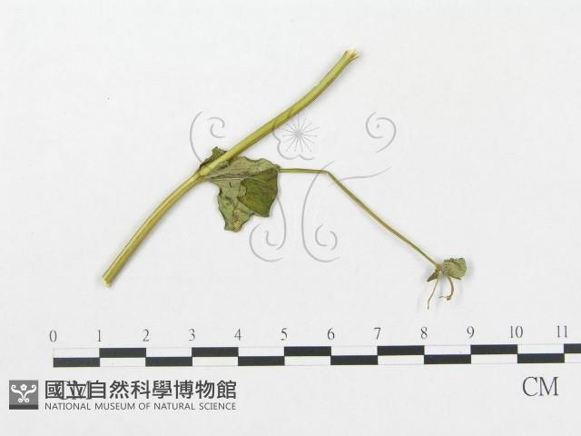 登錄號:F0019299藏品圖，第1張