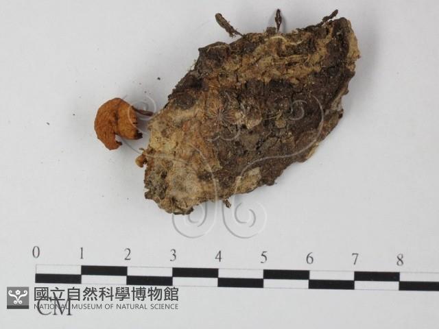 小皮傘屬藏品圖，第3張
