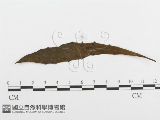 登錄號:F0018899藏品圖，第1張