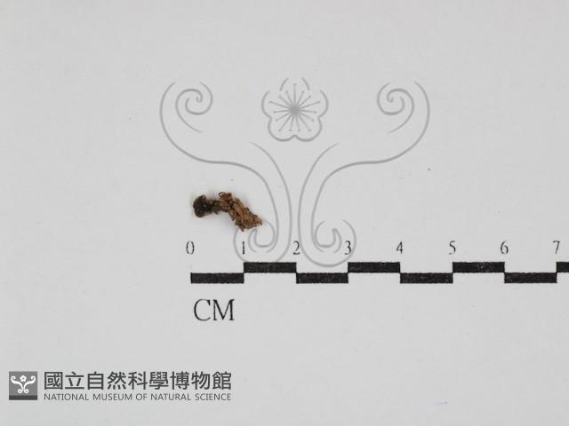 登錄號:F0030899藏品圖，第1張