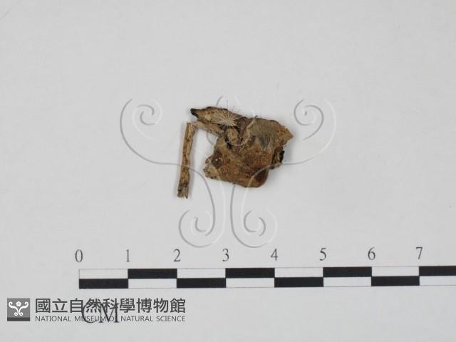 登錄號:F0021899藏品圖，第3張