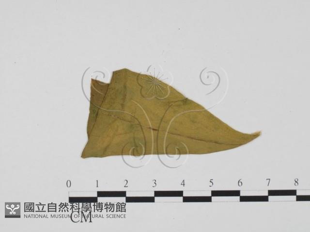 登錄號:F0011899藏品圖，第3張