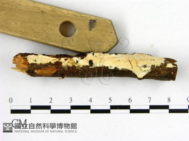 登錄號:F0002899藏品圖，第3張