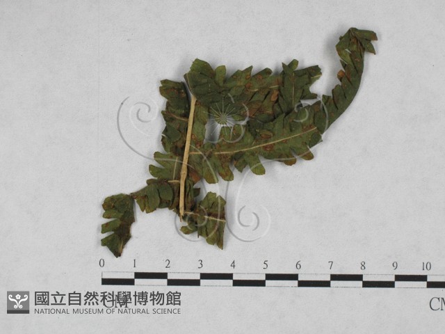 登錄號:F0027899藏品圖，第1張