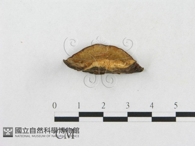 小孔硬孔菌藏品圖，第3張