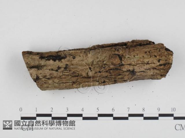 登錄號:F0017899藏品圖，第3張