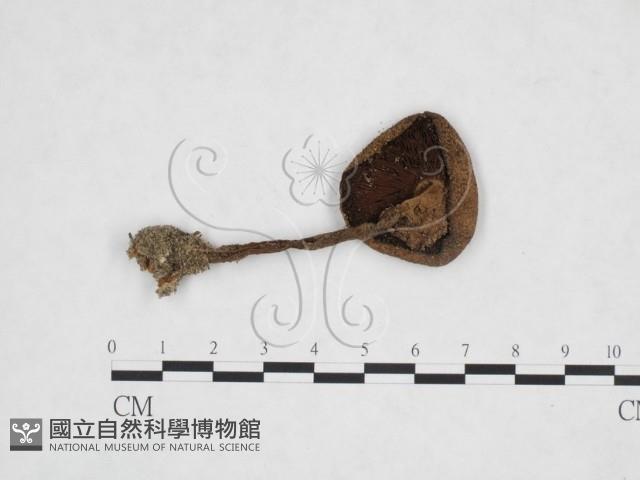 登錄號:F0025899藏品圖，第3張