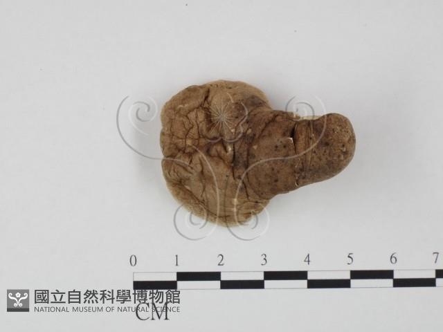 登錄號:F0005899藏品圖，第3張