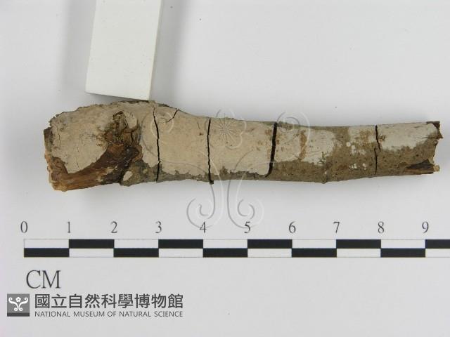 刺皮菌屬藏品圖，第3張