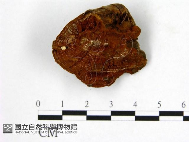 登錄號:F0019899藏品圖，第3張