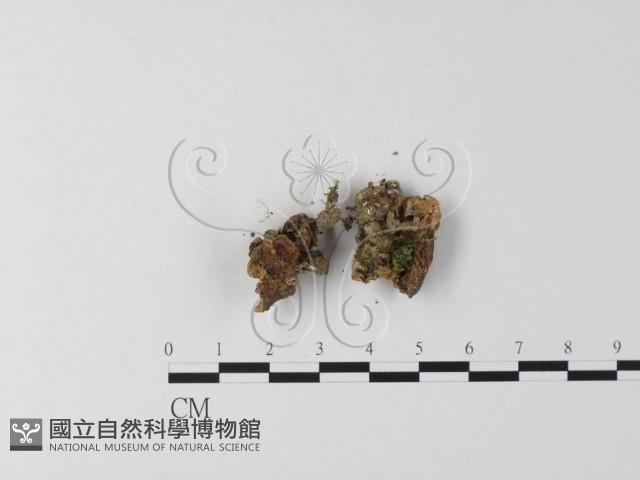 銳孔菌屬藏品圖，第3張