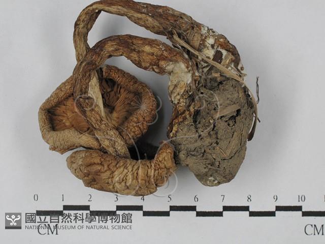 登錄號:F0028999藏品圖，第3張