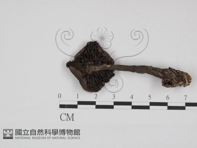 登錄號:F0030999藏品圖，第3張