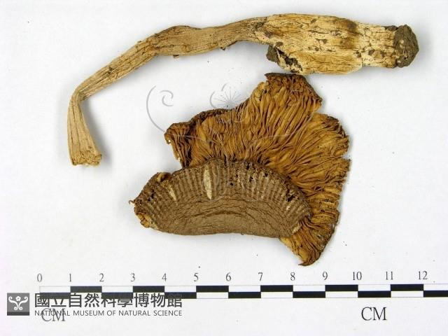 鵝膏屬藏品圖，第3張