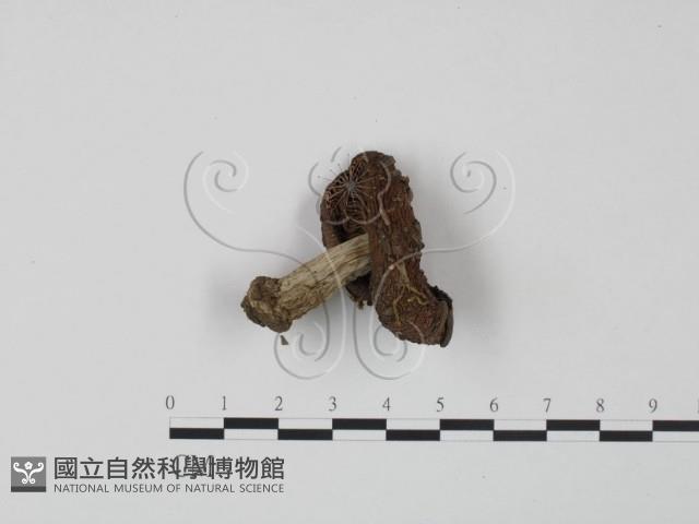 紅菇屬藏品圖，第3張