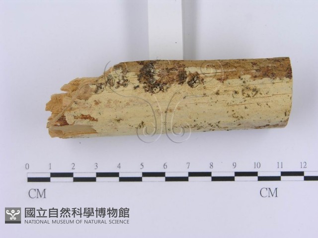 登錄號:F0002999藏品圖，第3張