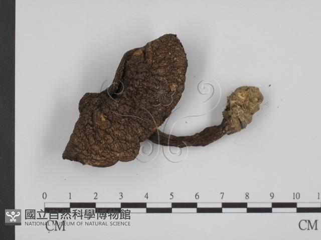 登錄號:F0012999藏品圖，第3張