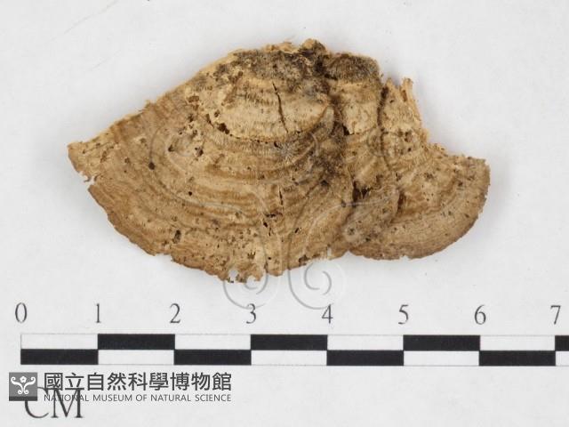 登錄號:F0025999藏品圖，第3張