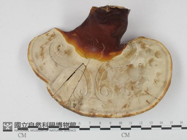 登錄號:F0015999藏品圖，第3張