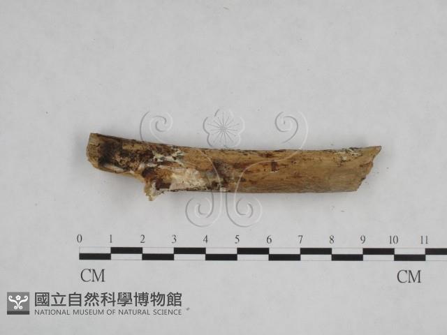 登錄號:F0003999藏品圖，第3張
