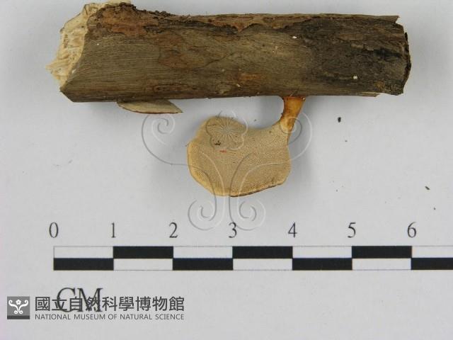 小孔菌屬藏品圖，第3張
