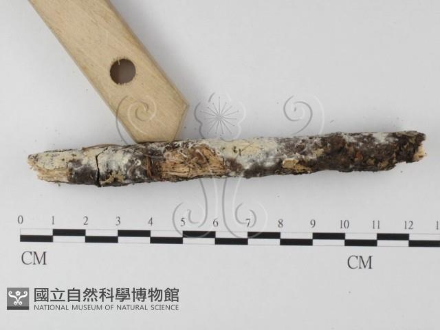 登錄號:F0018699藏品圖，第3張