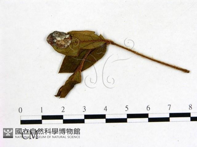 登錄號:F0020699藏品圖，第3張
