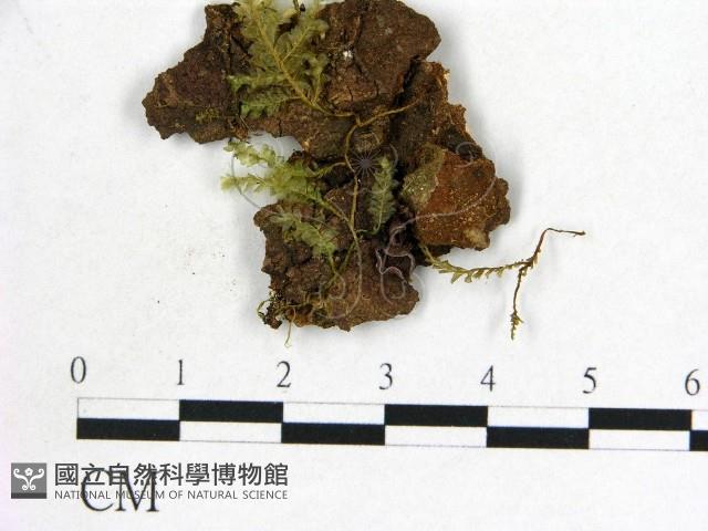 登錄號:F0000699藏品圖，第3張