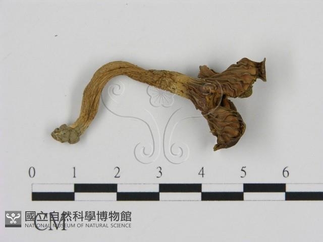 登錄號:F0010699藏品圖，第3張