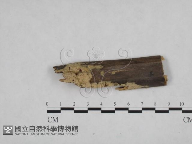 登錄號:F0021699藏品圖，第3張