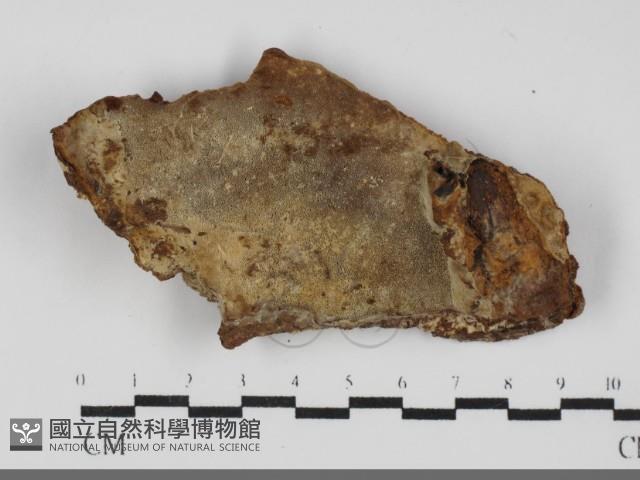 登錄號:F0031699藏品圖，第3張