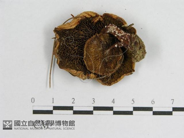 登錄號:F0002699藏品圖，第3張