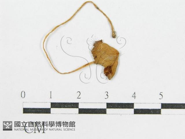 登錄號:F0012699藏品圖，第3張