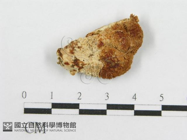 登錄號:F0017699藏品圖，第1張