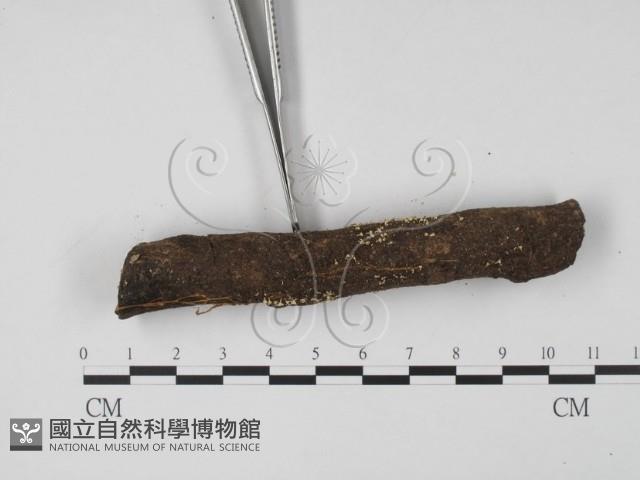 登錄號:F0005699藏品圖，第3張