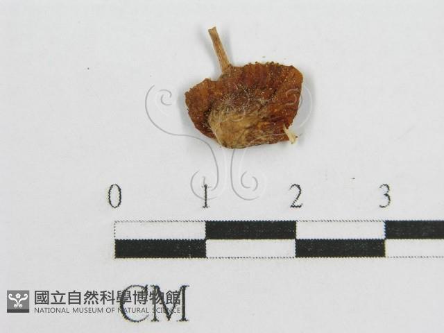 登錄號:F0009699藏品圖，第3張