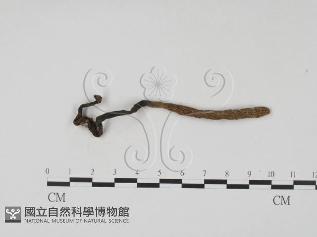 登錄號:F0019699藏品圖，第3張