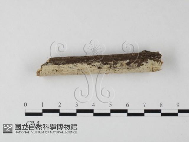 顯絲菌屬藏品圖，第3張