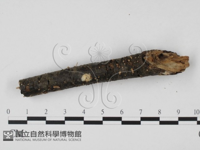 登錄號:F0003699藏品圖，第3張